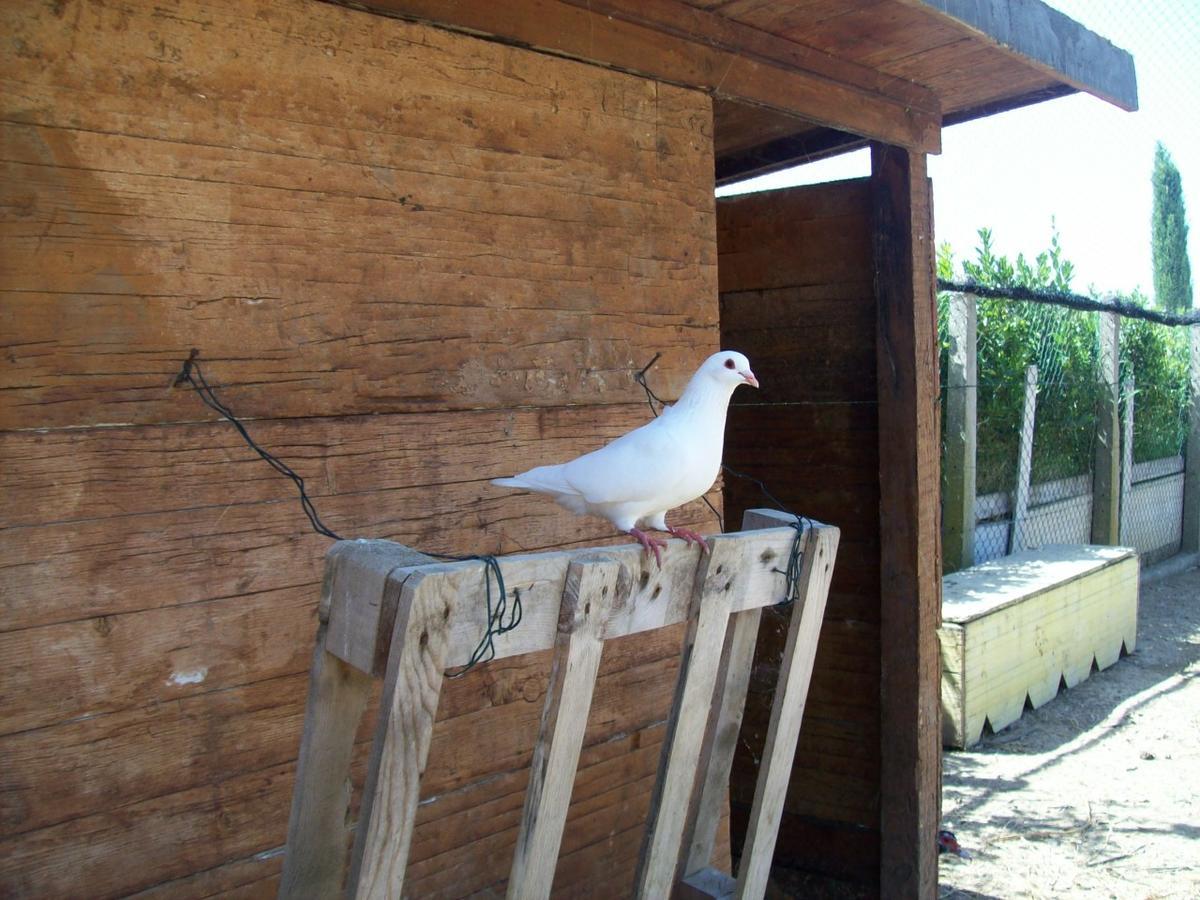 Il Vivaio Villa ตาร์กวิเนีย ภายนอก รูปภาพ